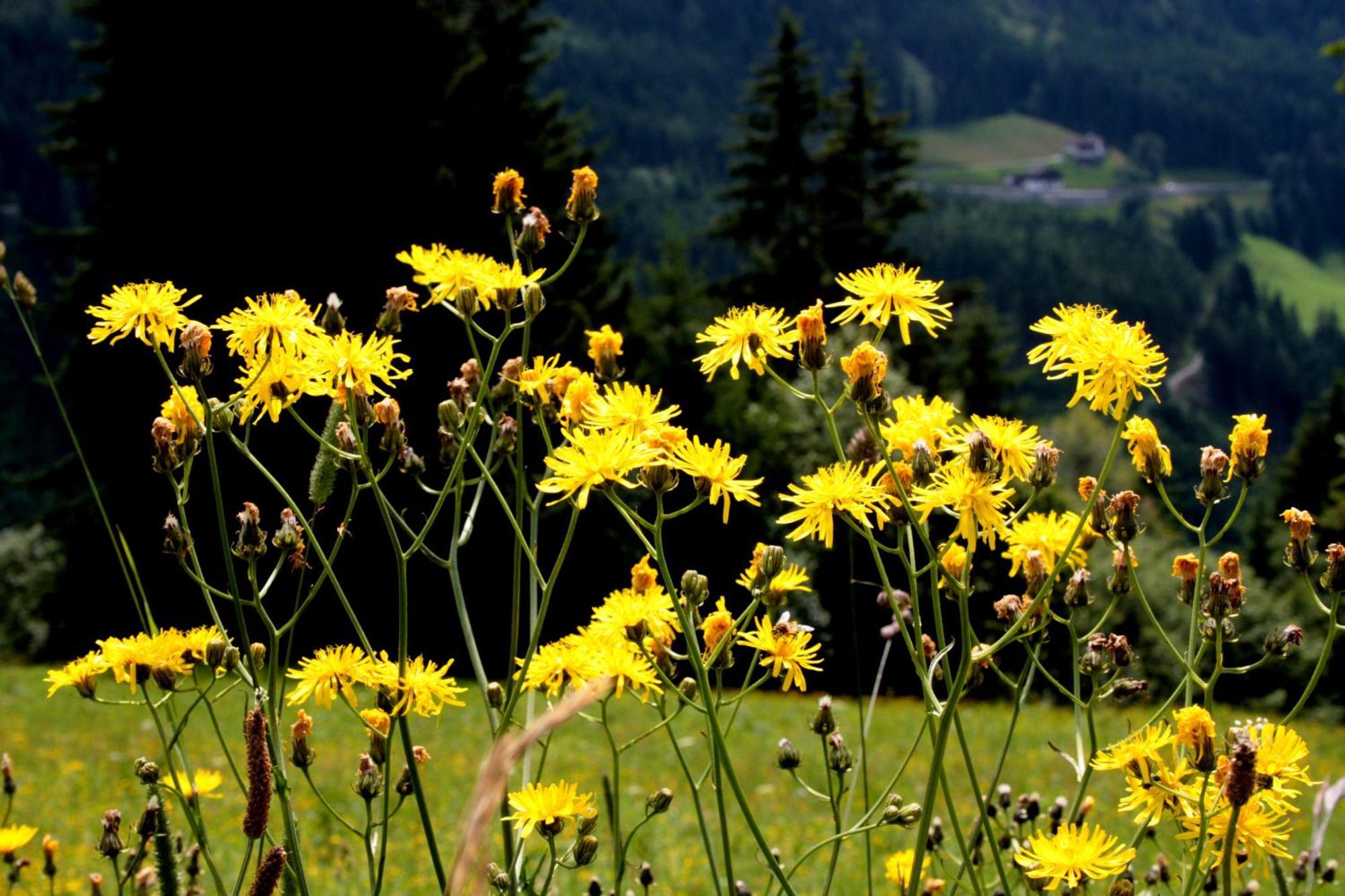 Hanserhof Zell am Ziller Exteriör bild
